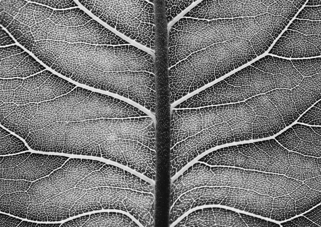 Leaf Veins III
