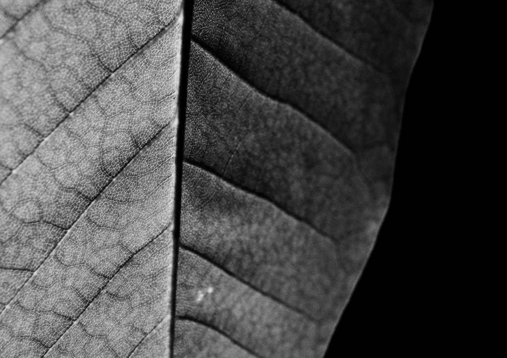 Leaf Veins IV
