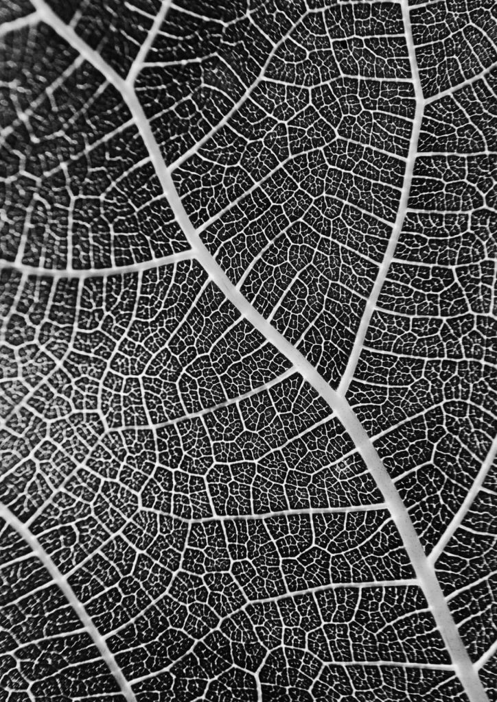 Leaf Veins II