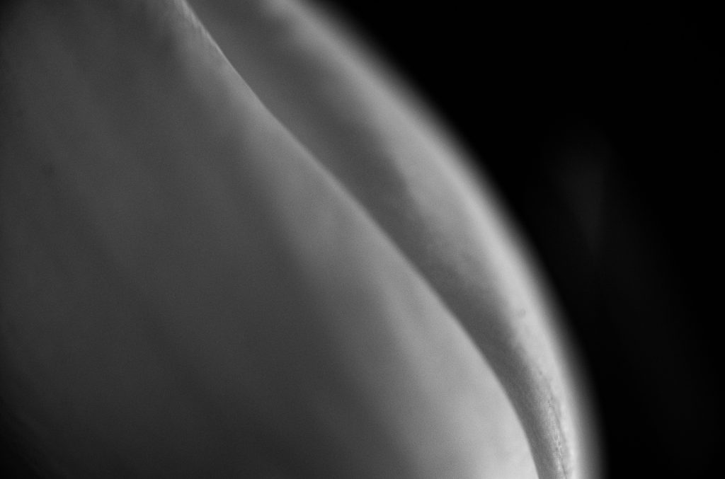 Tulips #57