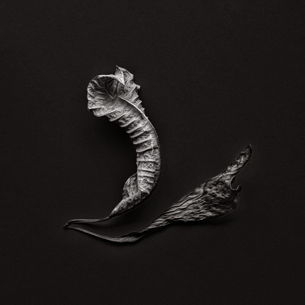 Dead Nature Scrolls #10