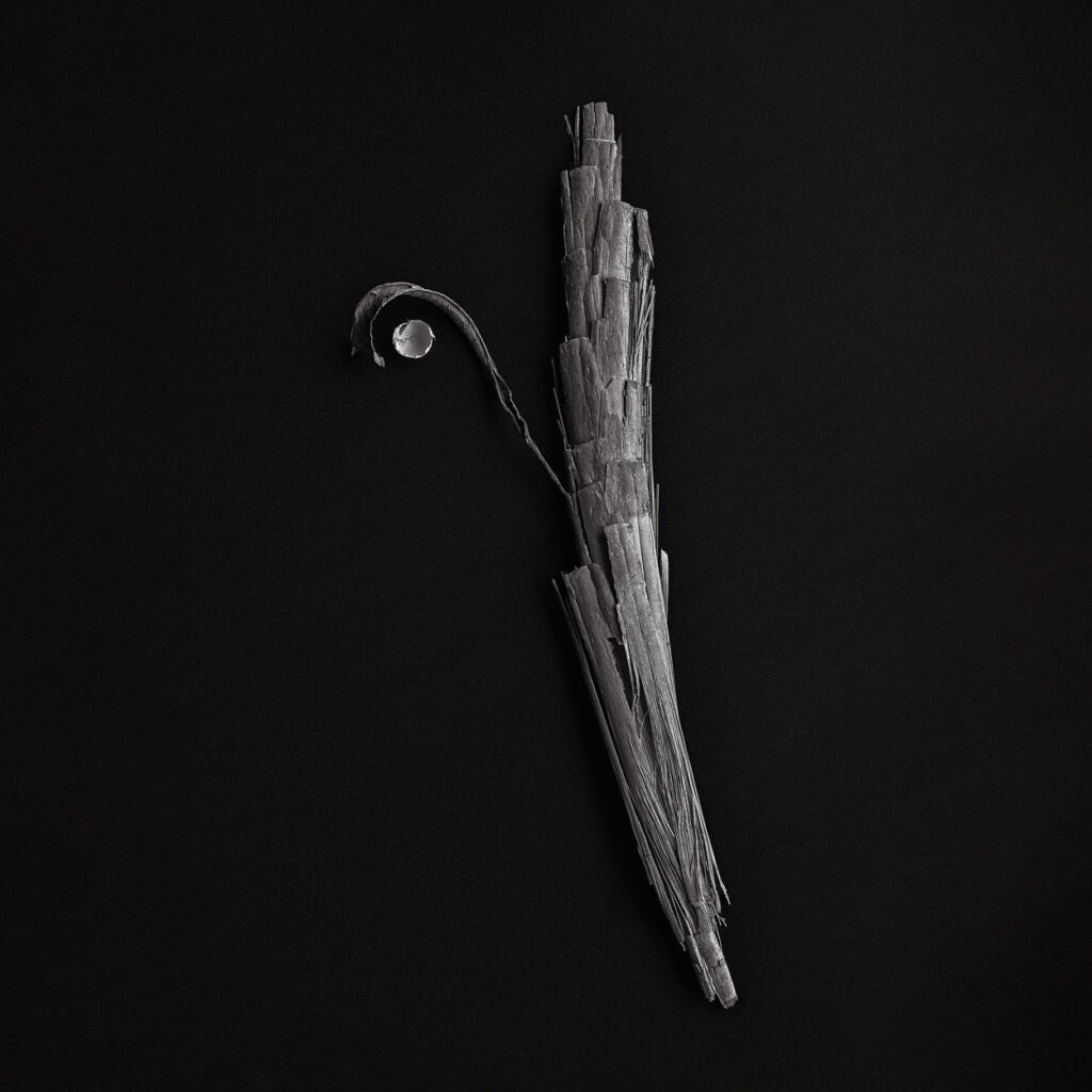 Dead Nature Scrolls #8