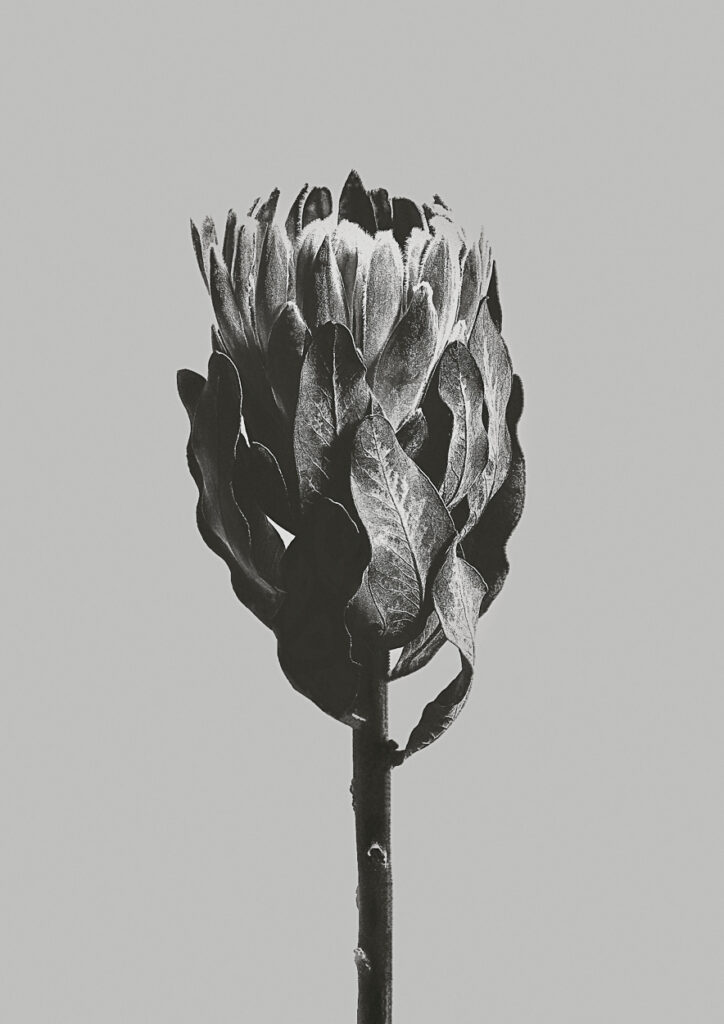 Protea Obtusifolia