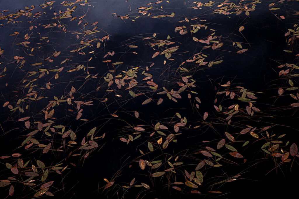 Leaves on the Water, Trondheim