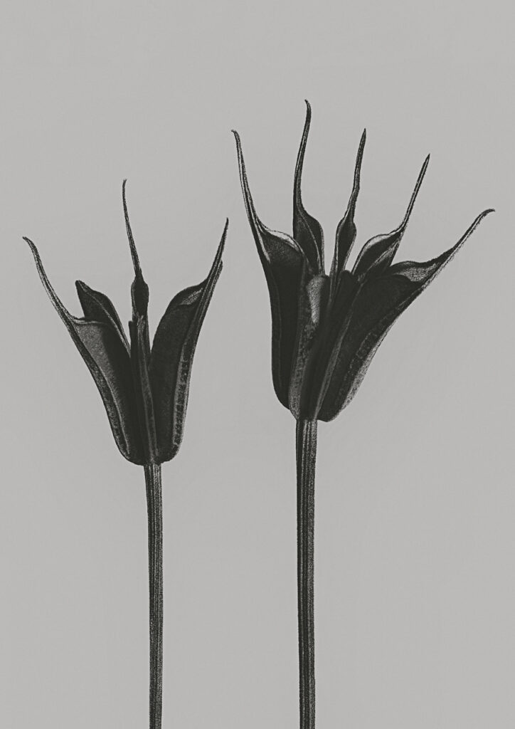 Tragopogon Porrifolius