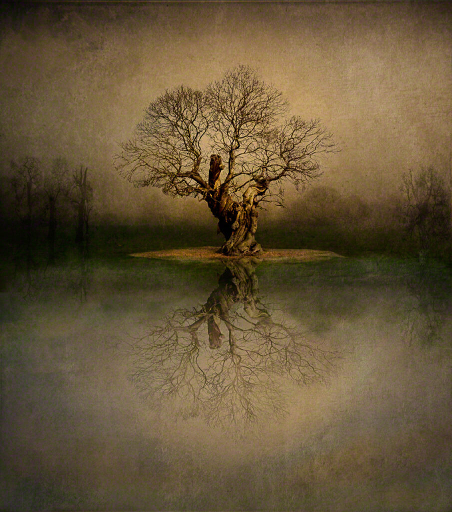 Tree Reflection