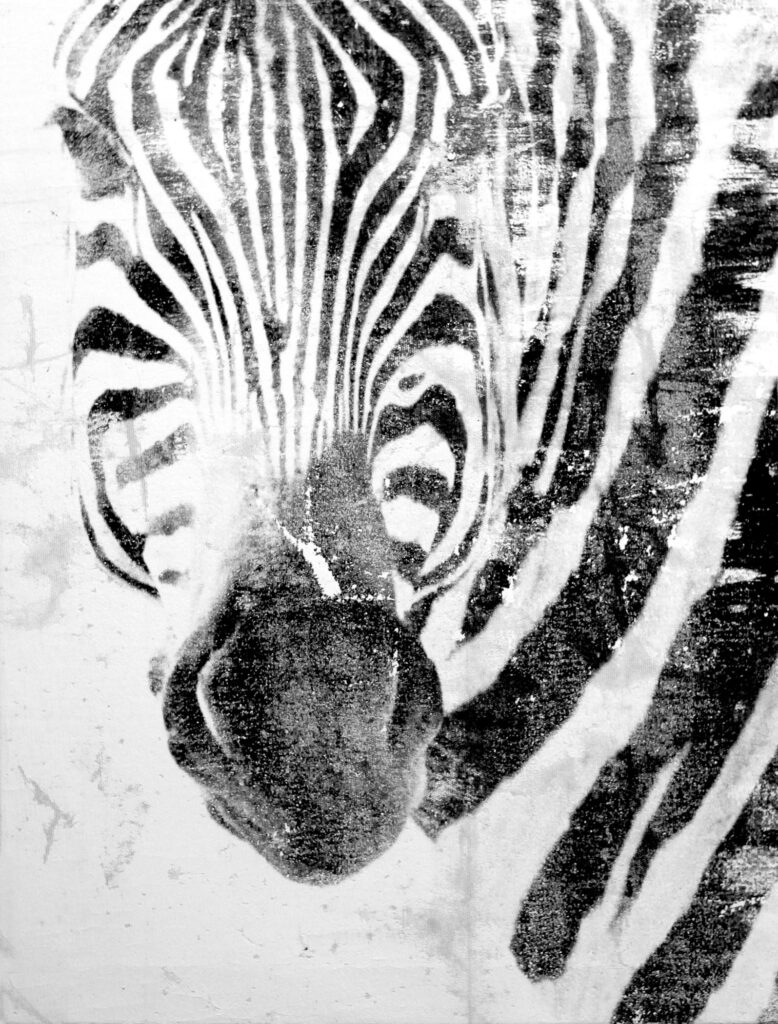 Zebra