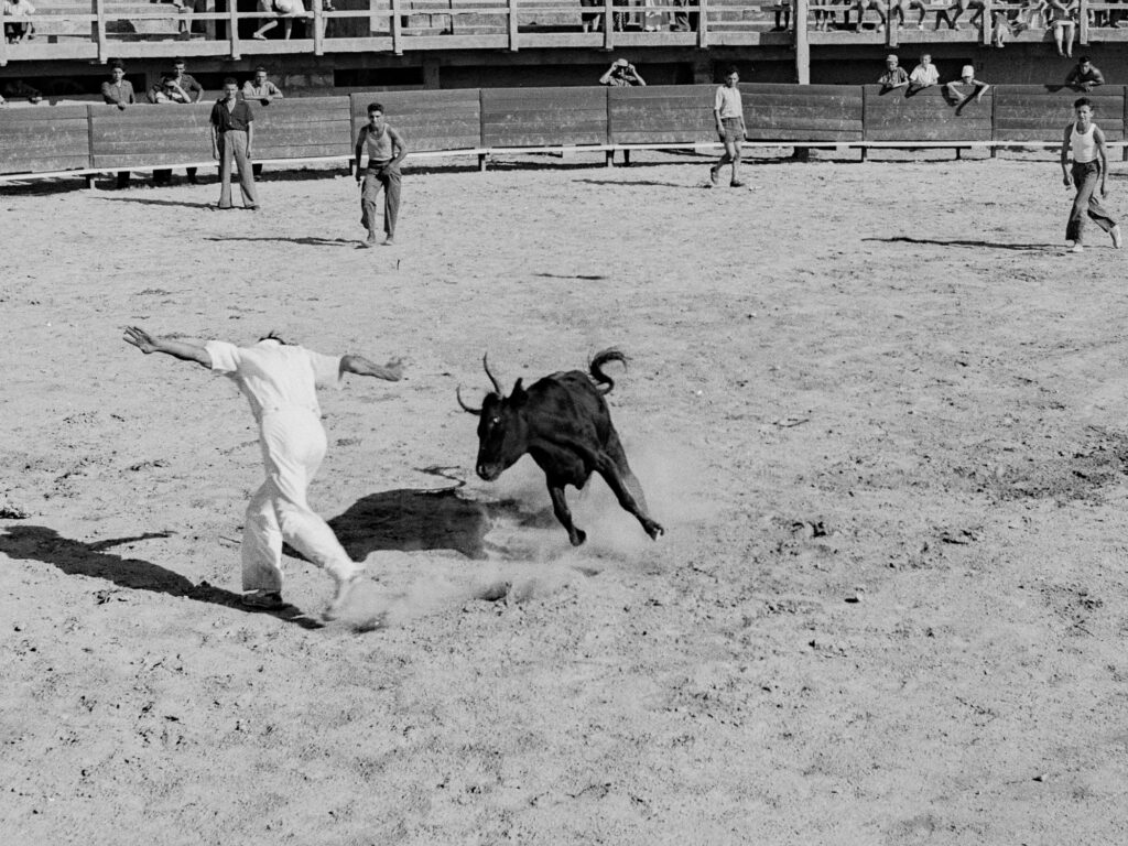Bull Fight, Course Camarguaise