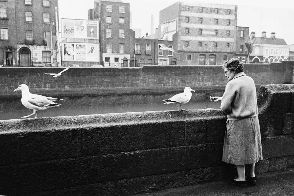 Seagulls feed at the river Liffey near Rory O'More Bridge
