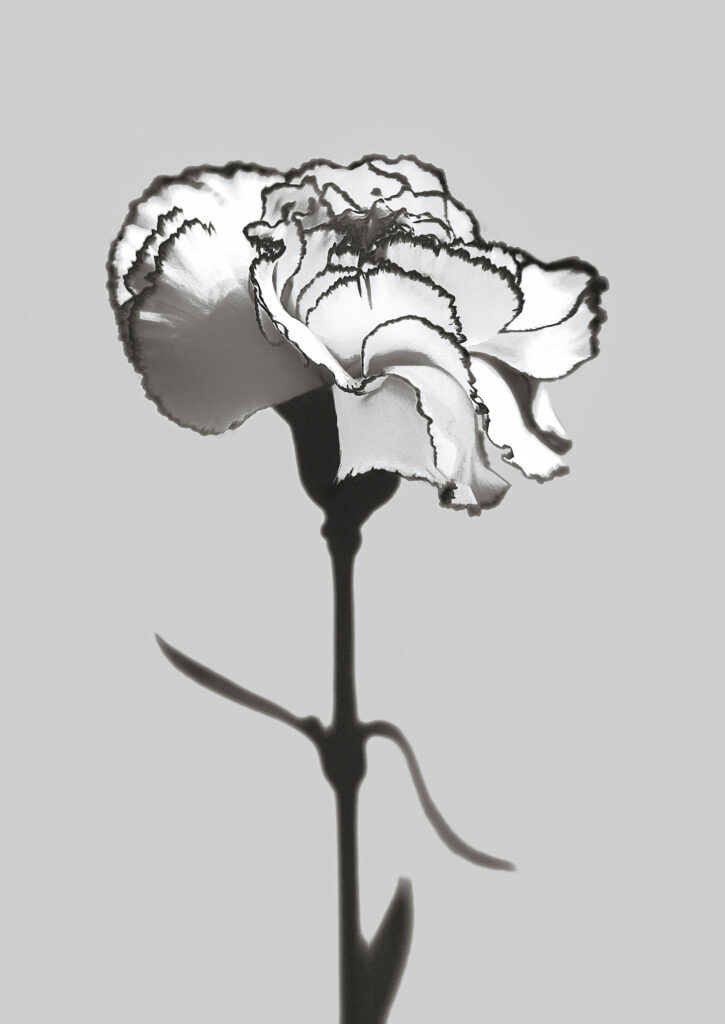 Dianthus Caryophyllus