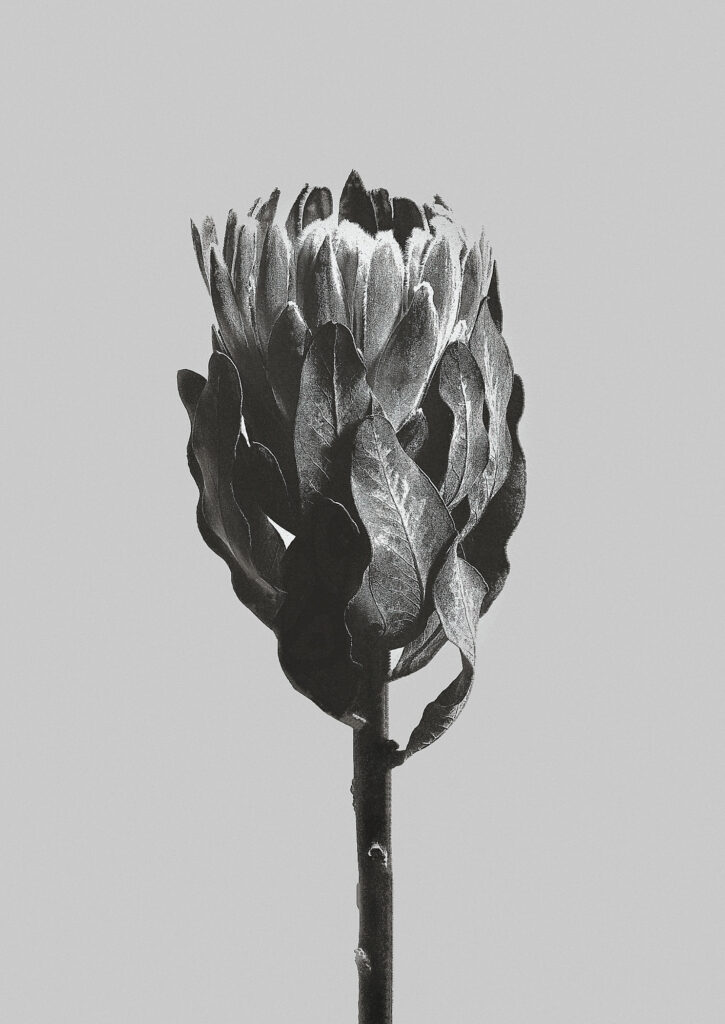 Protea Obtusifolia