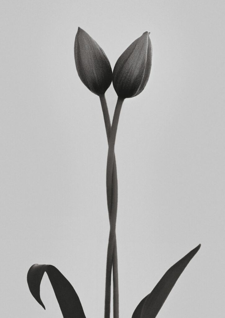 Tulipa