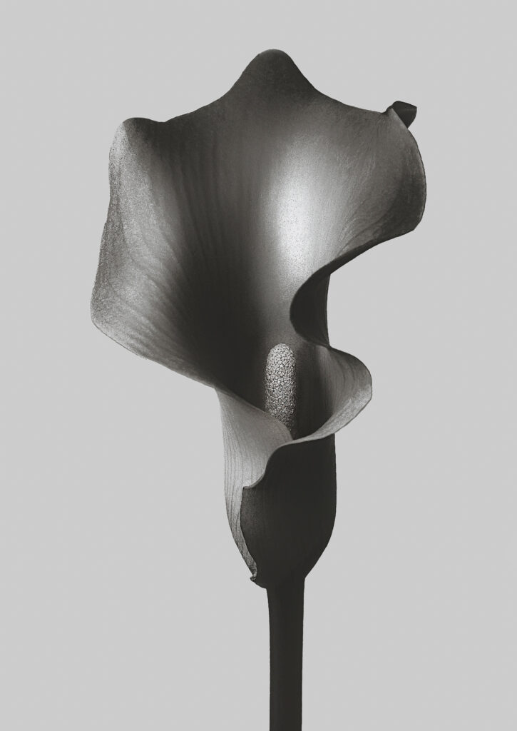 Zantedeschia Rehmannii II