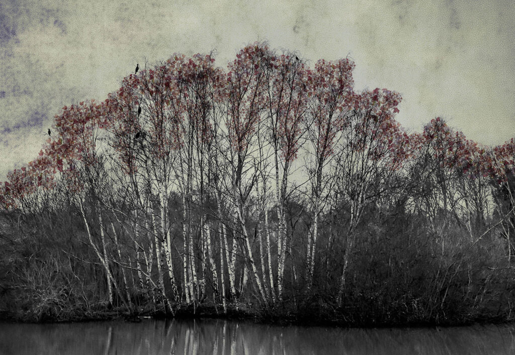 The Last Bird Song #10