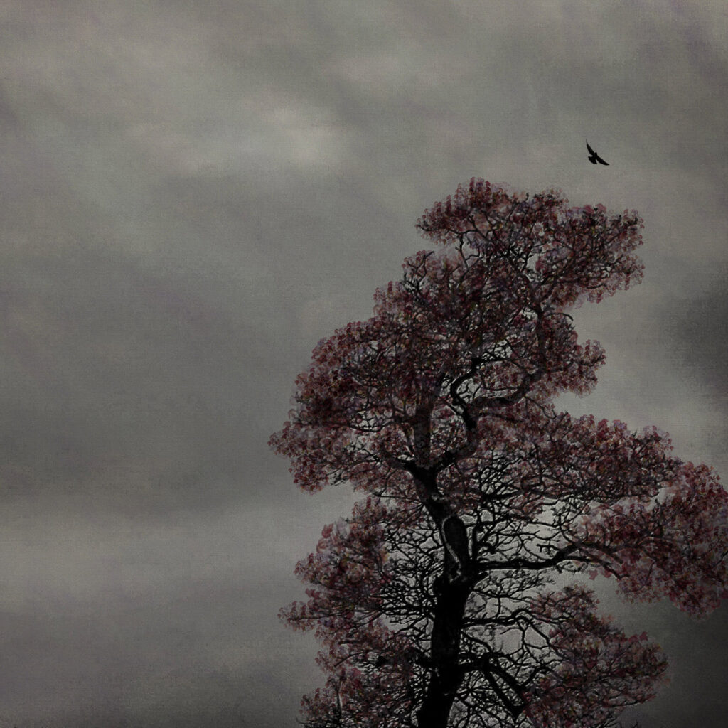 The Last Bird Song #13