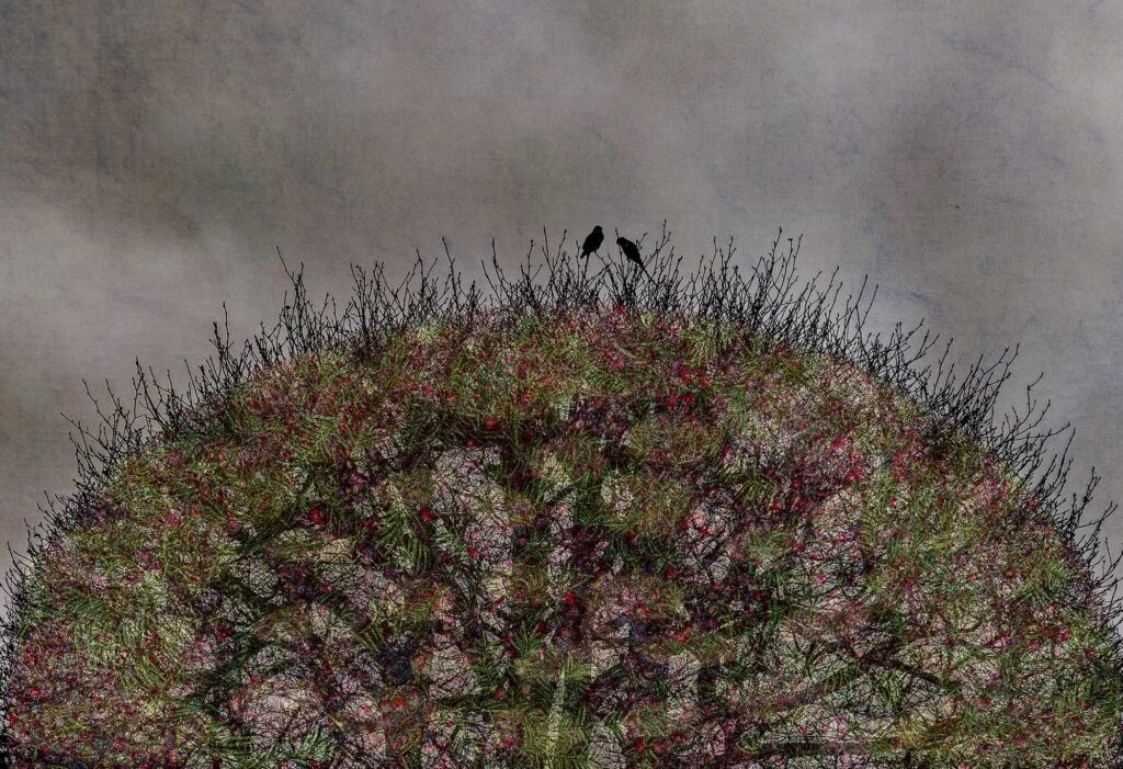 The Last Bird Song #8