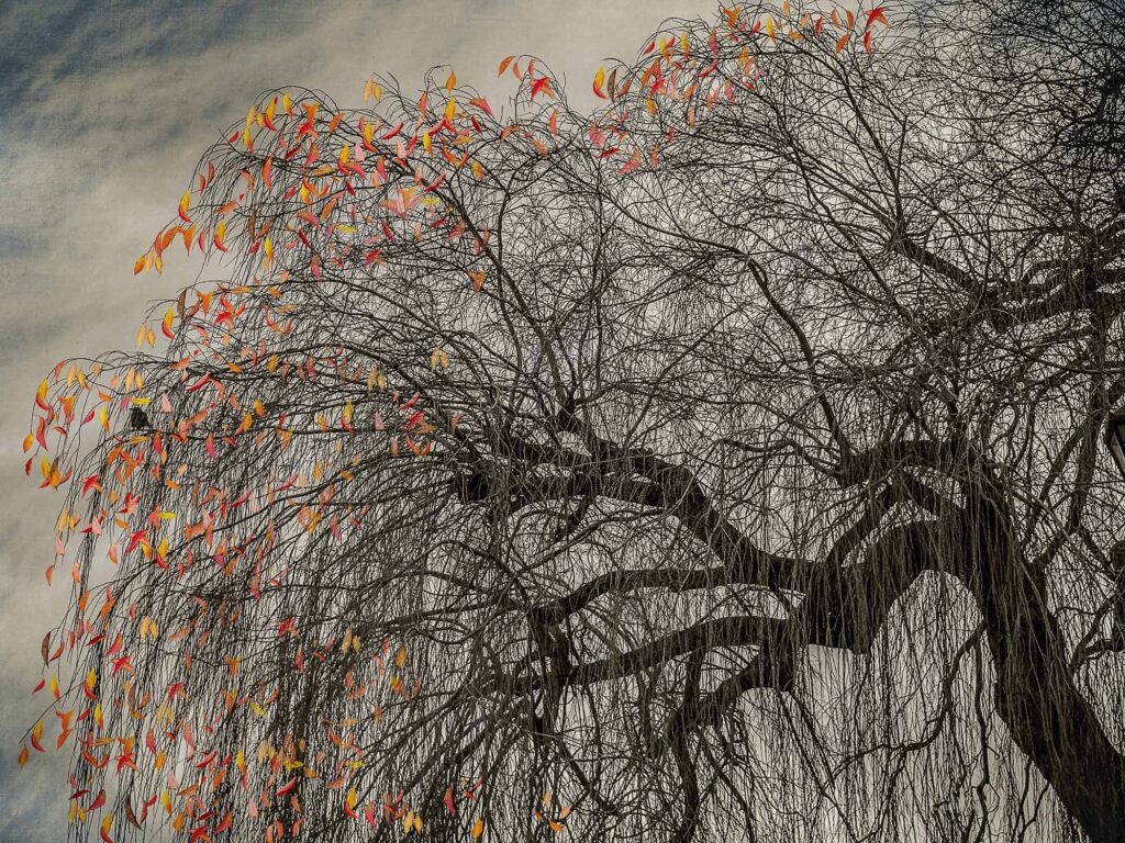 The Last Bird Song #9