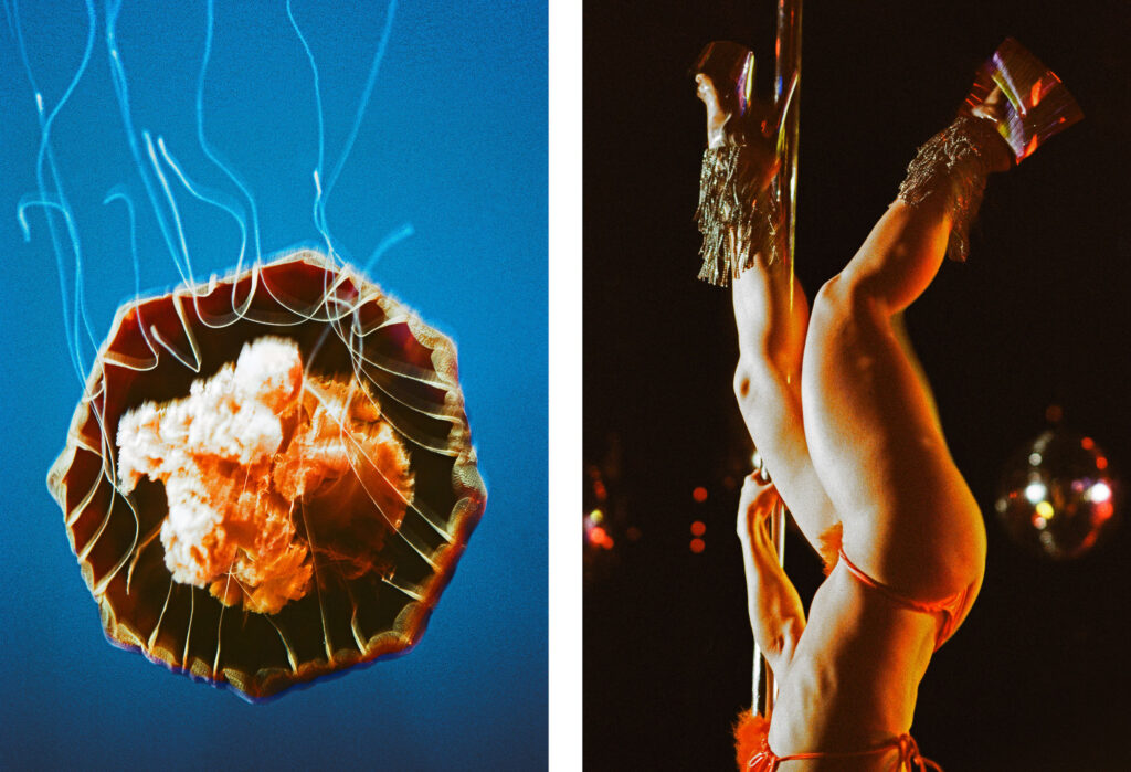 Propulsion 10 - Black Sea Nettle & Legs, Scarlet
