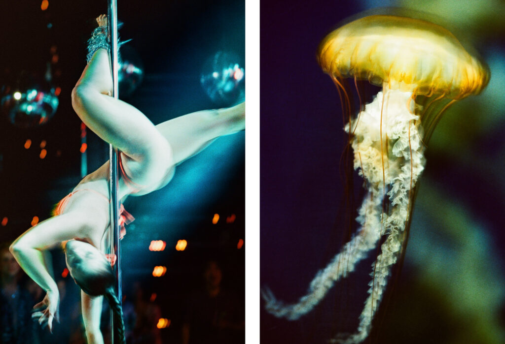 Propulsion 2 - Shimmy, Cyan & Pacific Sea Nettle