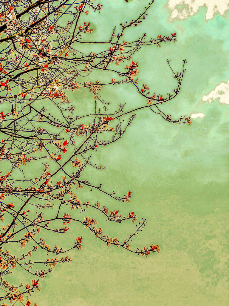 Captivating Cherry Blossoms