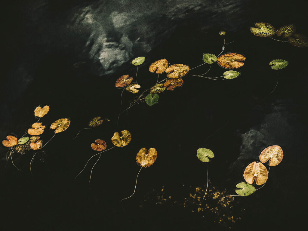 Floating Heart Water Lilies