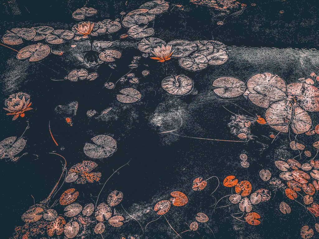 Peaches and Cream Water Lilies