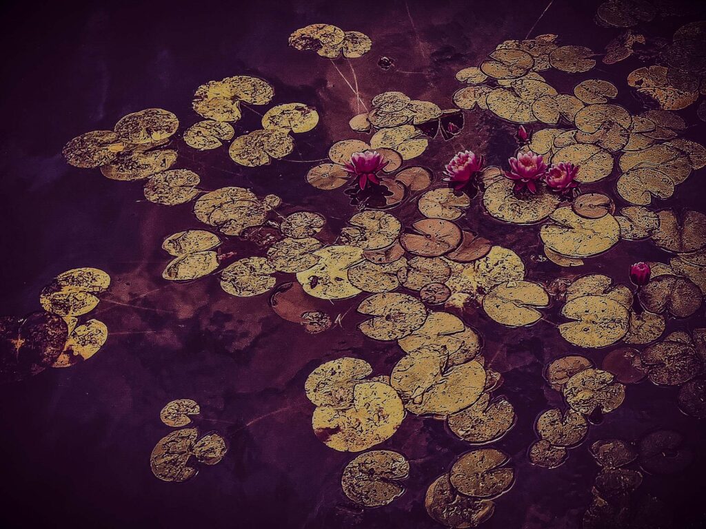 Pretty in Pink Water Lilies