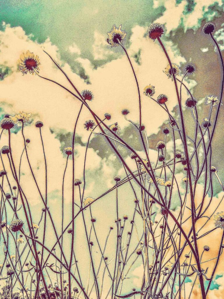 Swaying Scabious Stalks
