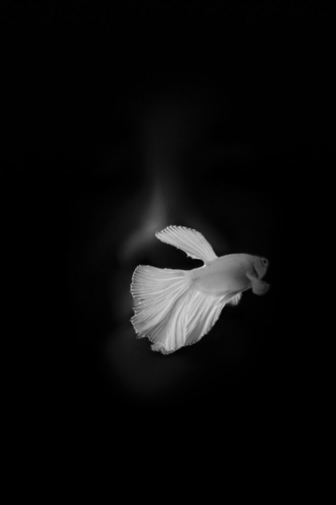 Siren of the Deeps